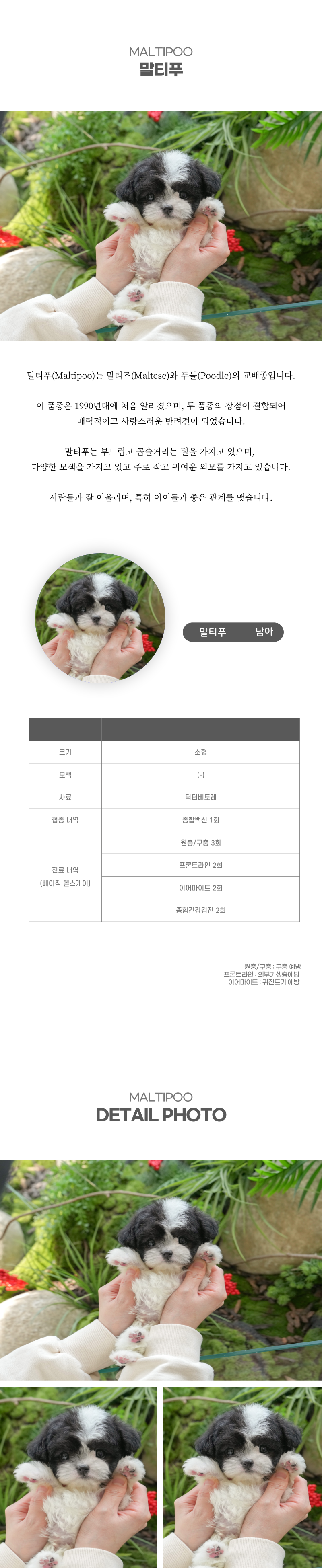 말티푸_상세이미지_2